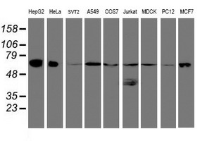 Western blot of extracts (35 ug) from 9 different cell lines by using g anti-UQCRC1 monoclonal antibody (HepG2: human; HeLa: human; SVT2: mouse; A549: human; COS7: monkey; Jurkat: human; MDCK: canine; PC12: rat; MCF7: human).