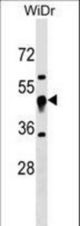 UQCRC1 Antibody western blot of WiDr cell line lysates (35 ug/lane). The UQCRC1 antibody detected the UQCRC1 protein (arrow).
