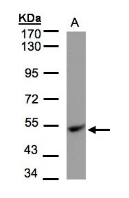 Sample (30 ug of whole cell lysate). A: Hep G2. 7.5% SDS PAGE. UQCRC1 antibody diluted at 1:1000