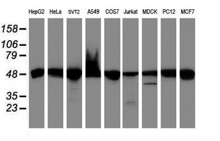 Western blot of extracts (35 ug) from 9 different cell lines by using anti-UQCRC1 monoclonal antibody (HepG2: human; HeLa: human; SVT2: mouse; A549: human; COS7: monkey; Jurkat: human; MDCK: canine; PC12: rat; MCF7: human).