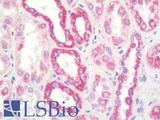 Anti-UQCRFS1 antibody IHC staining of human kidney. Immunohistochemistry of formalin-fixed, paraffin-embedded tissue after heat-induced antigen retrieval. Antibody LS-B10626 concentration 10 ug/ml.