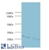 Western Blot: UQCRFS1 antibody at 2 µg/ml. Lane 1 : EC109 whole cell lysate. Lane 2 : 293T whole cell lysate.