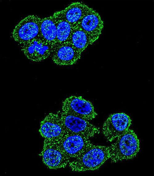 Confocal immunofluorescent of UQCRFS1 Antibody with HeLa cell followed by Alexa Fluor 488-conjugated goat anti-rabbit lgG (green). DAPI was used to stain the cell nuclear (blue).
