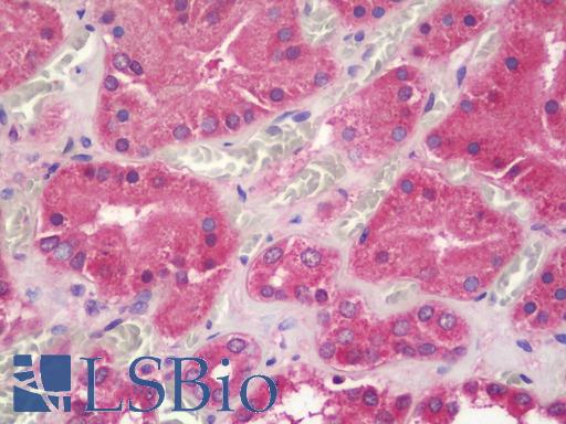 Anti-UQCRQ antibody IHC staining of human kidney. Immunohistochemistry of formalin-fixed, paraffin-embedded tissue after heat-induced antigen retrieval. Antibody LS-B11256 concentration 20 ug/ml.