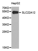 Western blot analysis of extracts of HepG2 cell line, using SLC22A12 antibody.