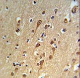 URG4 Antibody IHC of formalin-fixed and paraffin-embedded brain tissue followed by peroxidase-conjugated secondary antibody and DAB staining.