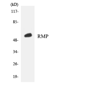 Western blot of the lysates from K562 cells using RMP antibody.