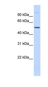 C19orf2 / NNX3 antibody LS-C111293 Western blot of Fetal Muscle lysate.