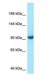 US01 / p115 antibody Western Blot of 293T.