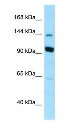 US01 / p115 antibody Western Blot of 293T.