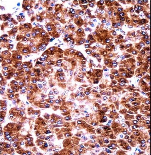 USO1 Antibody immunohistochemistry of formalin-fixed and paraffin-embedded human pancreas tissue followed by peroxidase-conjugated secondary antibody and DAB staining.