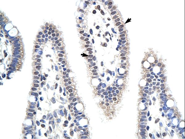 USE1 antibody LS-C30290 was used in IHC to stain formalin-fixed, paraffin-embedded human intestine.