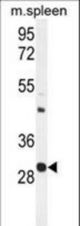 USF1 Antibody western blot of mouse spleen tissue lysates (35 ug/lane). The USF1 antibody detected the USF1 protein (arrow).