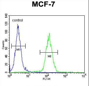USF1 Antibody flow cytometry of MCF-7 cells (right histogram) compared to a negative control cell (left histogram). FITC-conjugated goat-anti-rabbit secondary antibodies were used for the analysis.