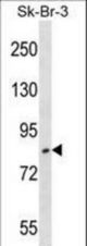USP10 Antibody western blot of SK-BR-3 cell line lysates (35 ug/lane). The USP10 antibody detected the USP10 protein (arrow).