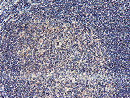 IHC of paraffin-embedded Human tonsil using anti-USP10 mouse monoclonal antibody.