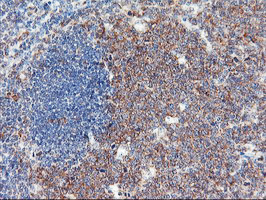 IHC of paraffin-embedded Human tonsil using anti-USP10 mouse monoclonal antibody.