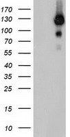 HEK293T cells were transfected with the pCMV6-ENTRY control (Left lane) or pCMV6-ENTRY USP10 (Right lane) cDNA for 48 hrs and lysed. Equivalent amounts of cell lysates (5 ug per lane) were separated by SDS-PAGE and immunoblotted with anti-USP10.