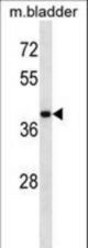 USP12 Antibody western blot of mouse bladder tissue lysates (35 ug/lane). The USP12 antibody detected the USP12 protein (arrow).