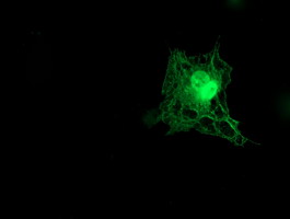 Anti-TMOD1 mouse monoclonal antibody immunofluorescent staining of COS7 cells transiently transfected by pCMV6-ENTRY TMOD1.