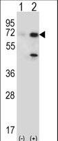 Western blot of USP2 (arrow) using rabbit polyclonal USP2 Antibody (T22). 293 cell lysates (2 ug/lane) either nontransfected (Lane 1) or transiently transfected (Lane 2) with the USP2 gene.