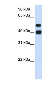 USP22 antibody LS-C102769 Western blot of Fetal Heart lysate.
