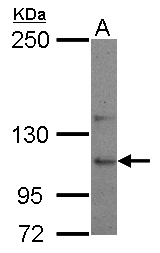 Sample (30 ug of whole cell lysate) A: NT2D1 5% SDS PAGE USP26 antibody diluted at 1:500
