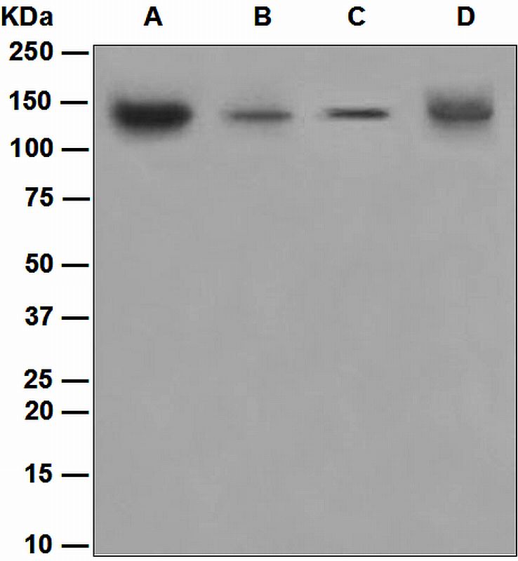 Western blot analysis on (A) 293T, (B) SW480, (C) HeLa, and (D) A431 cell lysates using anti-USP28 antibody.