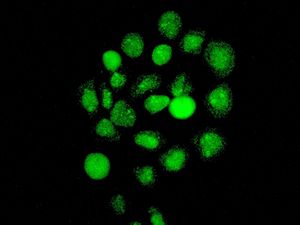 Immunofluorescent staining of HeLa cells using anti-USP28 antibody.
