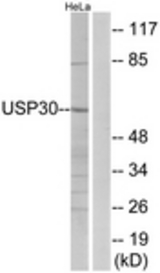 Western blot of extracts from HeLa cells, using USP30 Antibody. The lane on the right is treated with the synthesized peptide.