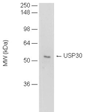 Detection of USP30 in human liver cell mitochondrial preparation (2.5ug) by Western blot using USP30 (human)polyclonal antibody.