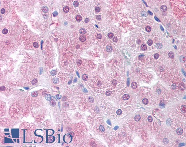 Anti-USP33 antibody LS-A9089 IHC of human kidney. Immunohistochemistry of formalin-fixed, paraffin-embedded tissue after heat-induced antigen retrieval.