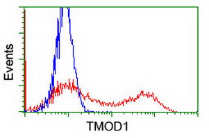 HEK293T cells transfected with either overexpress plasmid (Red) or empty vector control plasmid (Blue) were immunostained by anti-TMOD1 antibody, and then analyzed by flow cytometry.