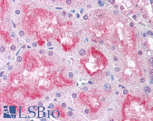 Anti-USP33 antibody LS-A9090 IHC of human kidney. Immunohistochemistry of formalin-fixed, paraffin-embedded tissue after heat-induced antigen retrieval.