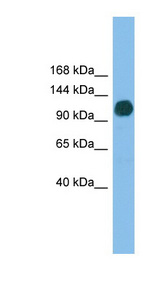 USP36 antibody LS-C116727 Western blot of Fetal Brain lysate.