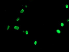 Anti-USP36 mouse monoclonal antibody immunofluorescent staining of COS7 cells transiently transfected by pCMV6-ENTRY USP36.