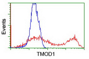 HEK293T cells transfected with either overexpress plasmid (Red) or empty vector control plasmid (Blue) were immunostained by anti-TMOD1 antibody, and then analyzed by flow cytometry.