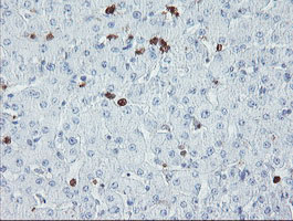 IHC of paraffin-embedded Human liver tissue using anti-USP36 mouse monoclonal antibody.