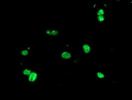 Anti-USP36 mouse monoclonal antibody immunofluorescent staining of COS7 cells transiently transfected by pCMV6-ENTRY USP36.