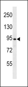 UBP37 Antibody western blot of HL-60 cell line lysates (35 ug/lane). The UBP37 antibody detected the UBP37 protein (arrow).