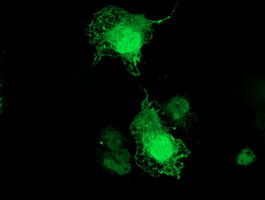Anti-TMOD1 mouse monoclonal antibody immunofluorescent staining of COS7 cells transiently transfected by pCMV6-ENTRY TMOD1.