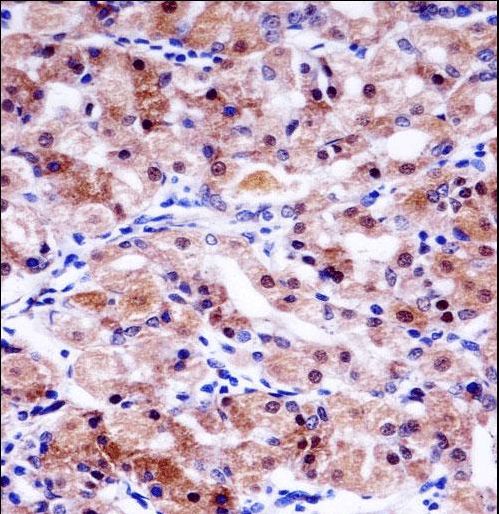 USP43 Antibody immunohistochemistry of formalin-fixed and paraffin-embedded human stomach tissue followed by peroxidase-conjugated secondary antibody and DAB staining.