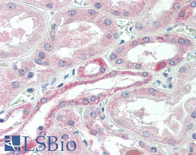 Anti-USP43 antibody IHC staining of human kidney. Immunohistochemistry of formalin-fixed, paraffin-embedded tissue after heat-induced antigen retrieval.