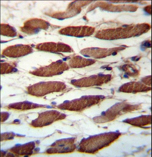USP45 Antibody immunohistochemistry of formalin-fixed and paraffin-embedded human skeletal muscle followed by peroxidase-conjugated secondary antibody and DAB staining.