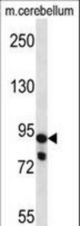 USP45 Antibody western blot of mouse cerebellum tissue lysates (35 ug/lane). The USP45 antibody detected the USP45 protein (arrow).