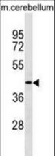 TMOD2 Antibody western blot of mouse cerebellum tissue lysates (35 ug/lane). The TMOD2 Antibody detected the TMOD2 protein (arrow).