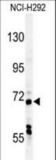 USP49 Antibody western blot of NCI-H292 cell line lysates (35 ug/lane). The USP49 antibody detected the USP49 protein (arrow).