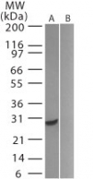 Western blot of GFP in 20 ugs of A) transfected HeLa cells and B) untransfected HeLa cells using LS-C148075 at 0.5 ug/ml.