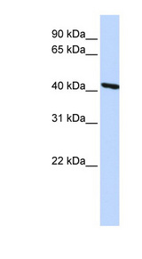 TMOD3 / Tropomodulin 3 antibody Western blot of HepG2 cell lysate.