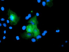 Anti-USP54 mouse monoclonal antibody immunofluorescent staining of COS7 cells transiently transfected by pCMV6-ENTRY USP54.
